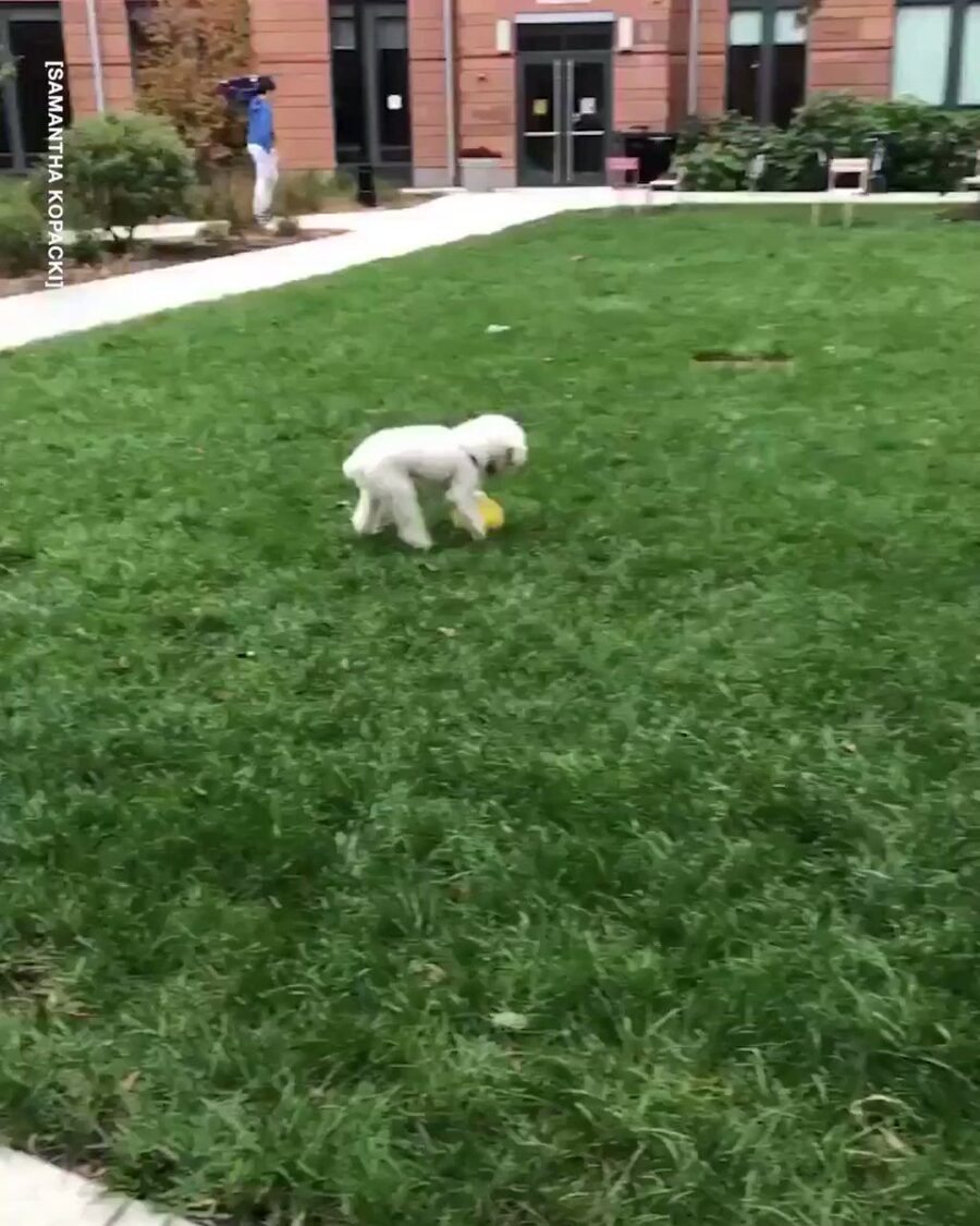 Il cane e la pallina gialla