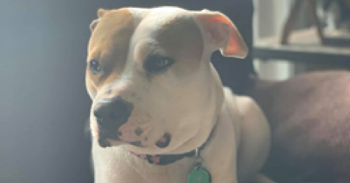 Cane inizia a graffiare la porta di casa: doveva attirare l’attenzione della sua famiglia