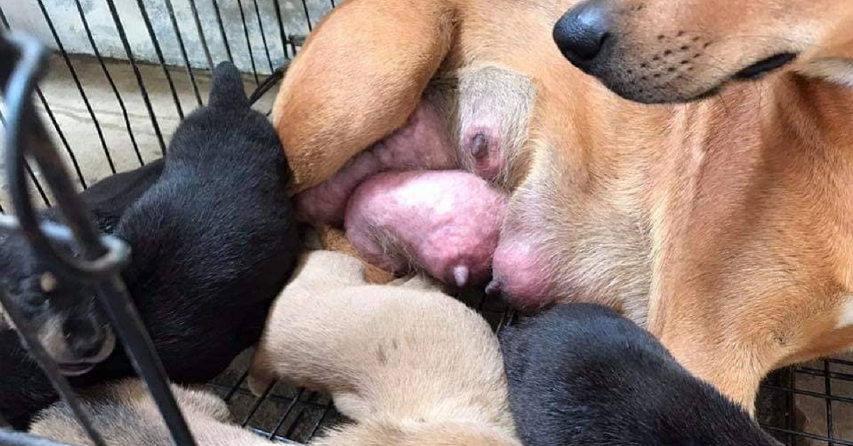 Cane implora il padrone di non abbandonarla con i suoi cuccioli
