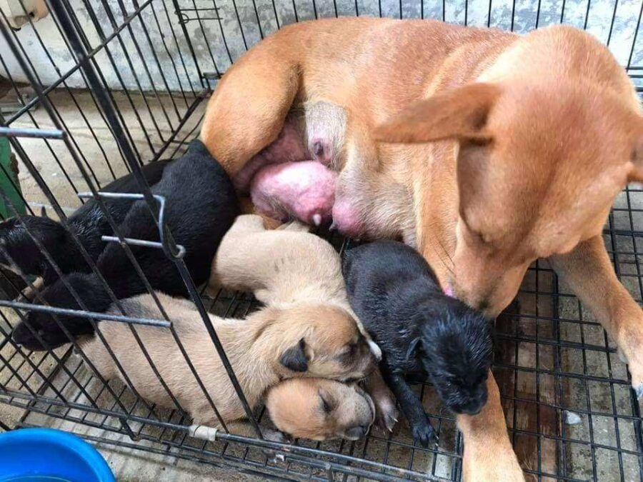 La mamma  con i suoi 5 cuccioli