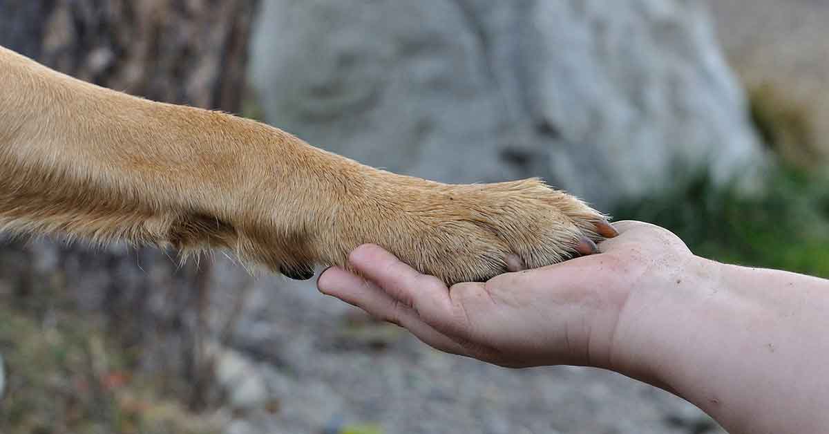 Cane legato e abbandonato