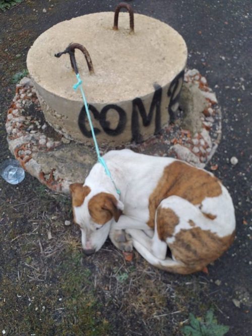 Cane lasciato in strada in Spagna