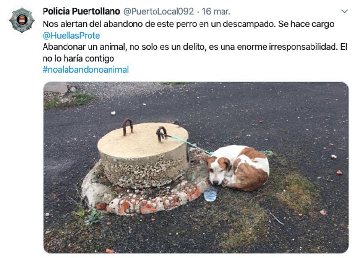 Cagnolina abbandonata in Spagna