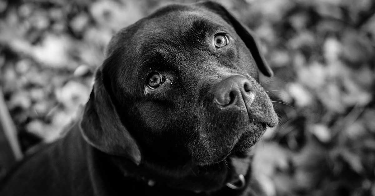 Cane muore dopo giornata al mare