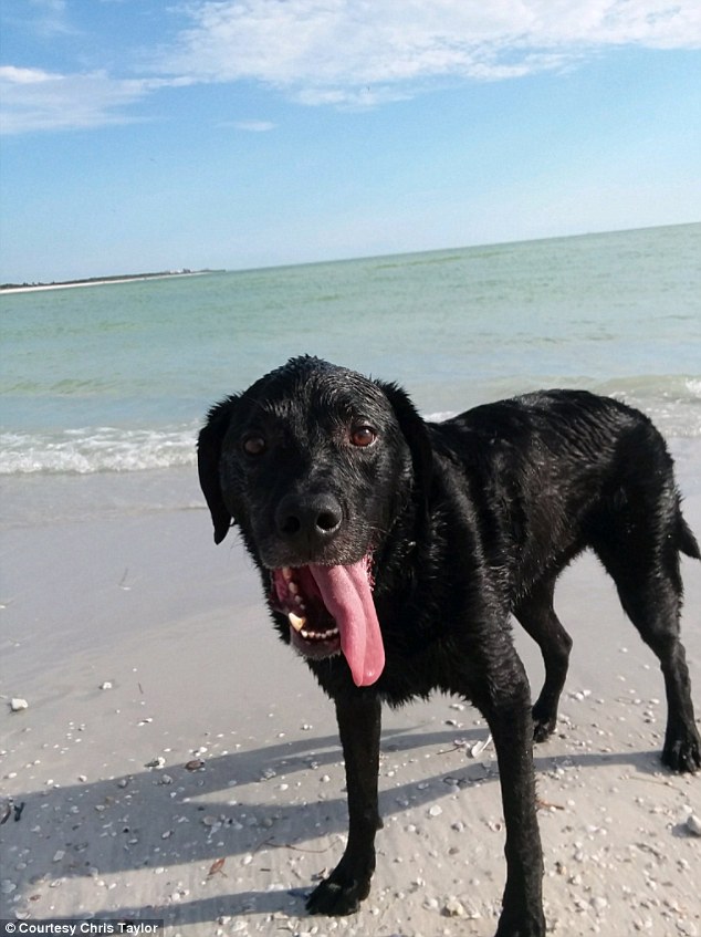 Cane nero in spiaggia