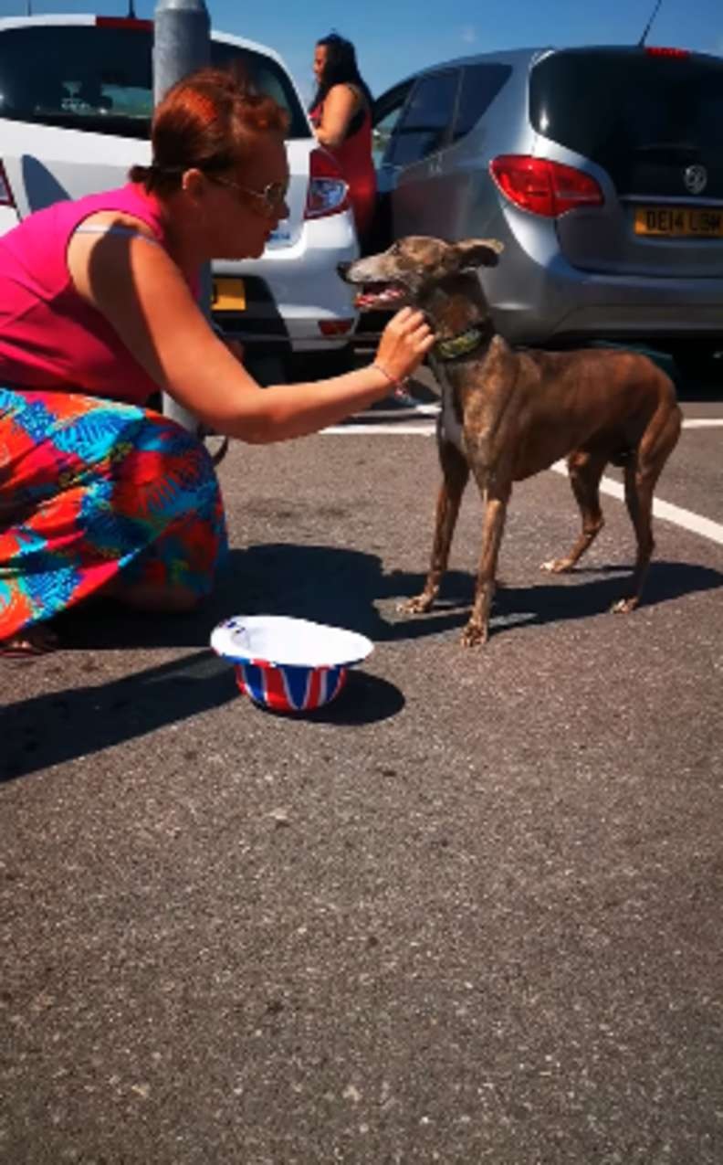 Cane coccolato e curato