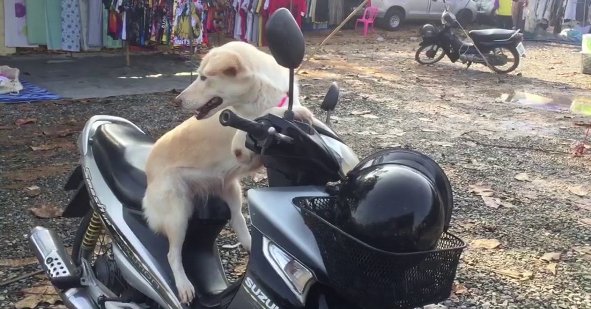 Cane obbediente sullo scooter