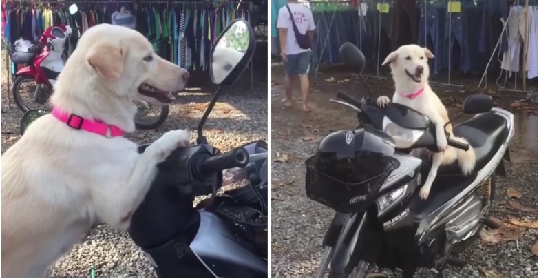 Il cane aspetta sullo scooter