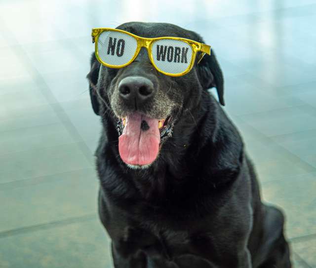 TTirado il cane poliziotto