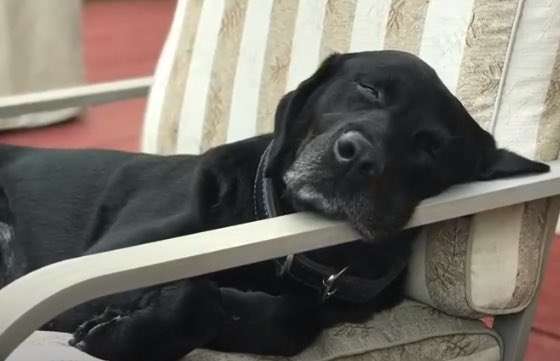 Il cane poliziotto riposa