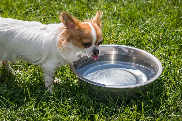 Il cane e la ciotola di cibo