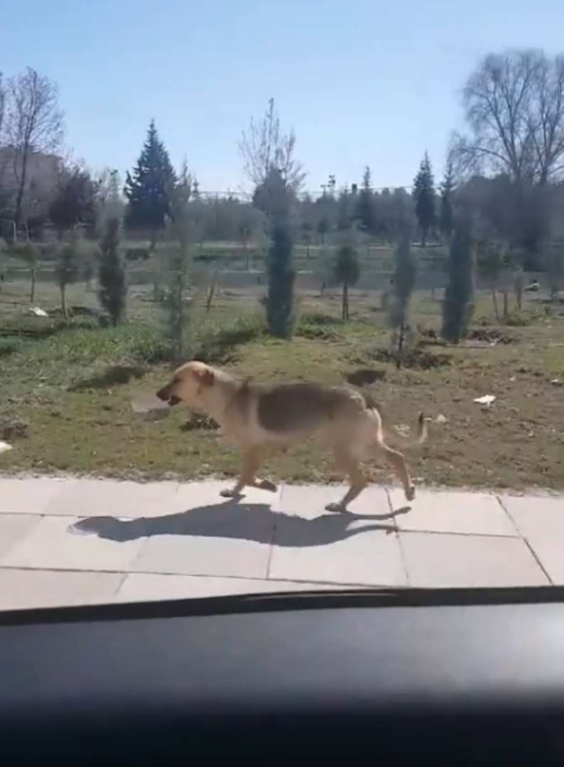 Il cane porta una ciotola