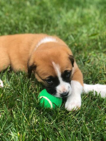 Un cane per regalo di compleanno