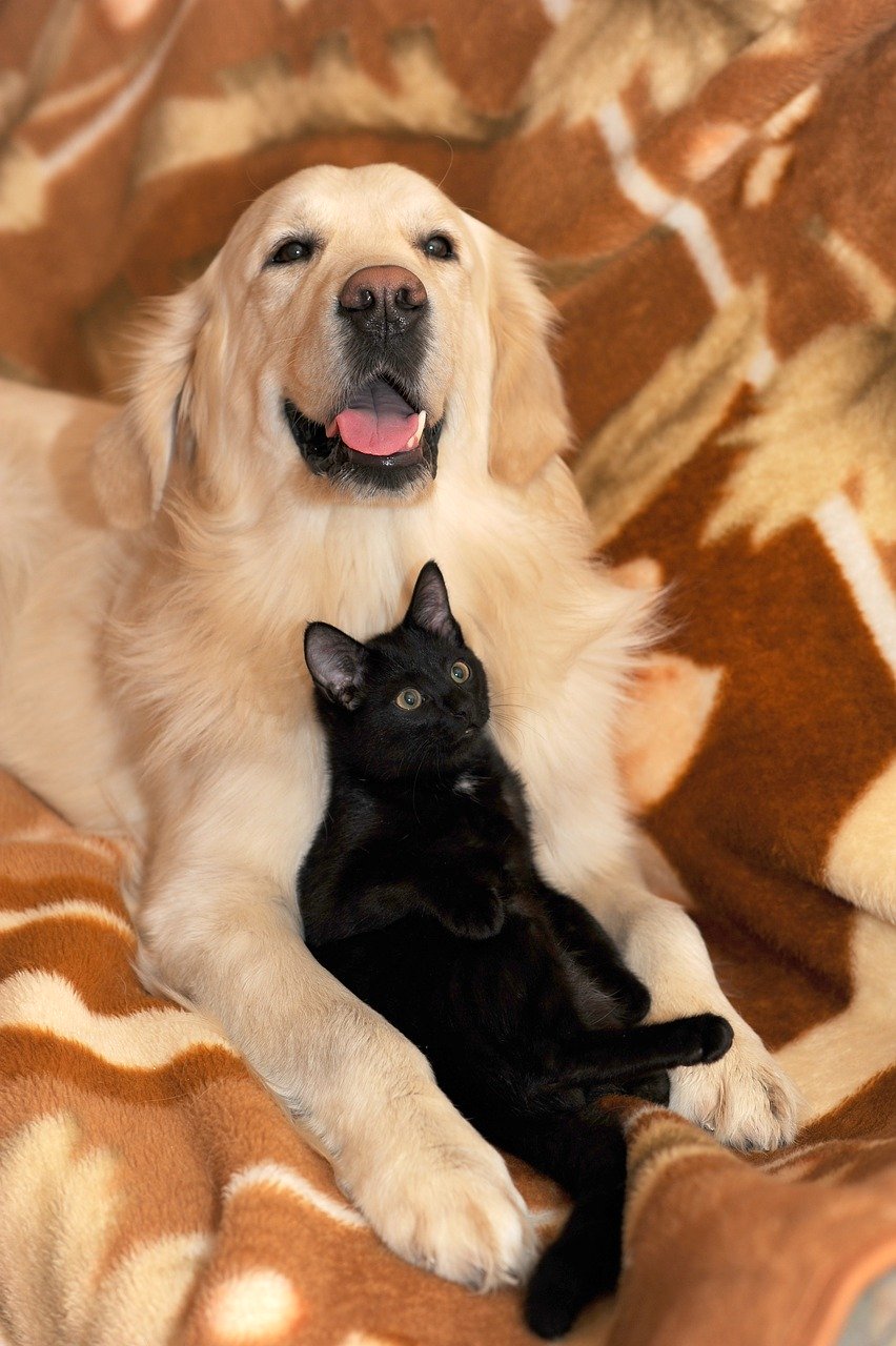 Cani e gatti abbracciati