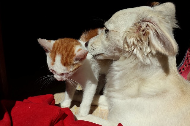 Cane e gatto