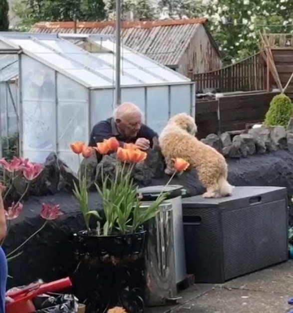 Il cane e il nonno