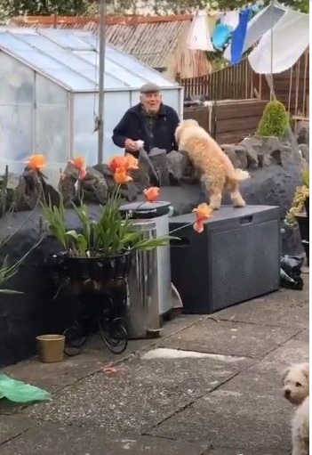 Cane salta la recinzione