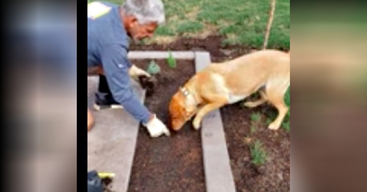 Cane scava buche in giardino