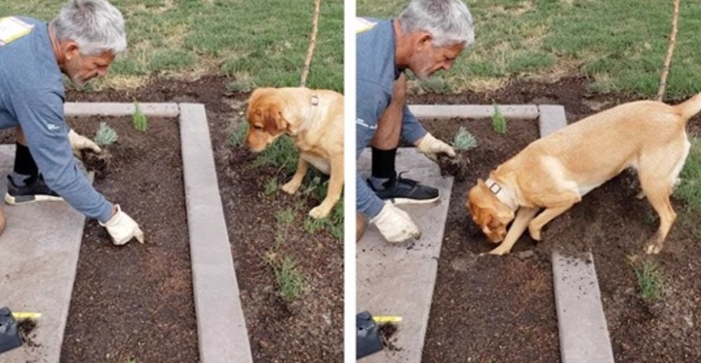 Giardinaggio con il cane