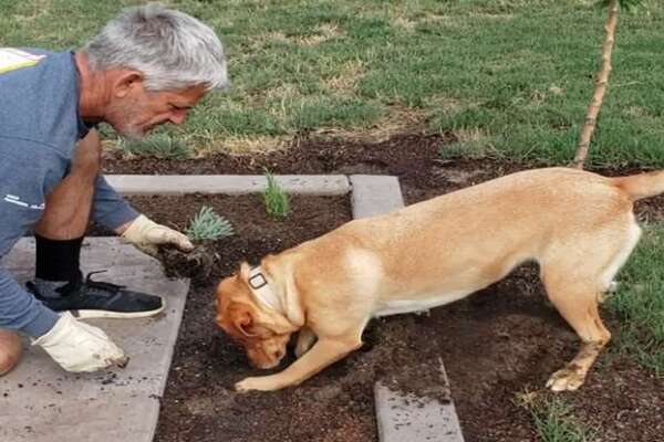 Cane fa giardinaggio