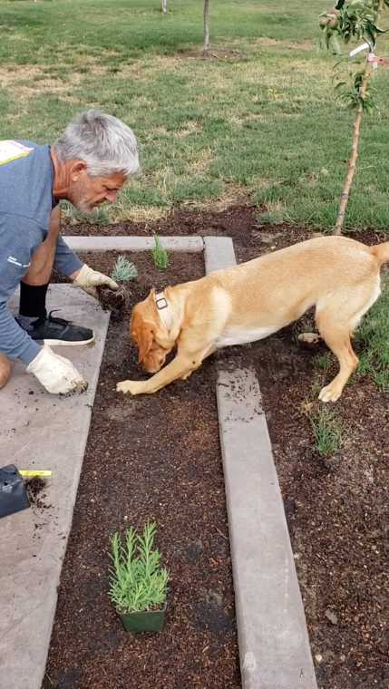 Cane e proprietario in giardino