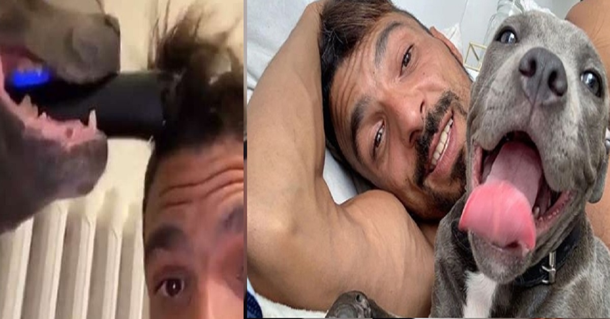 Cane si improvvisa parrucchiere per il suo proprietario (VIDEO)