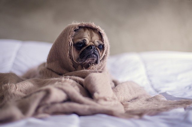 Tenere il cane al caldo