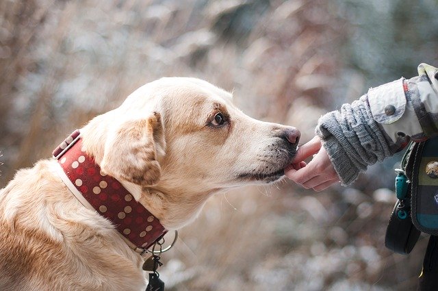 Cane e padrone