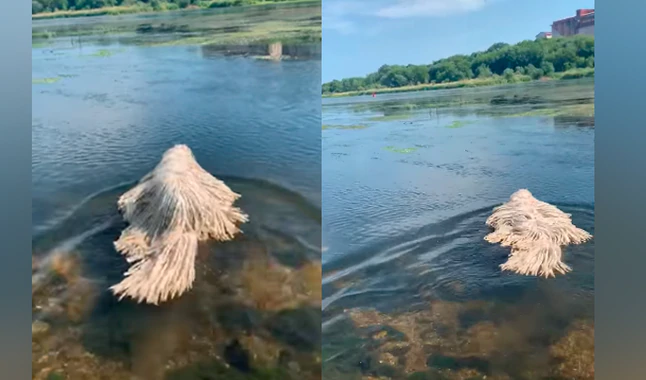 Tappeto nel lago: c'è un cane