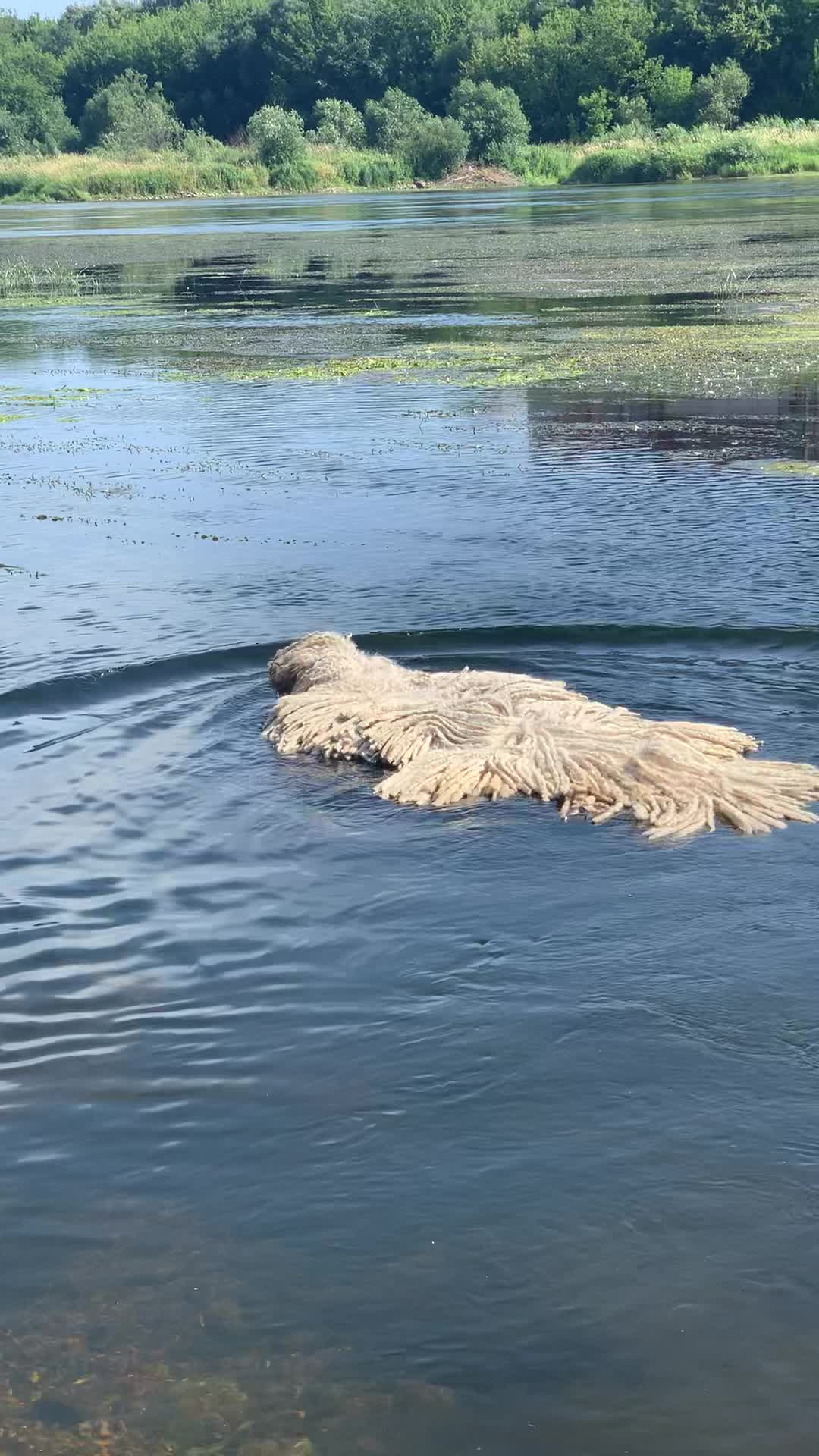 Tappeto nel lago: c'è un cane