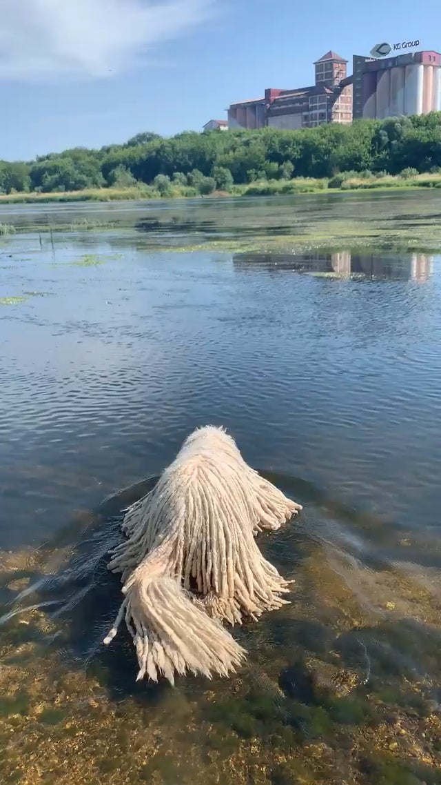Tappeto nel lago: c'è un cane