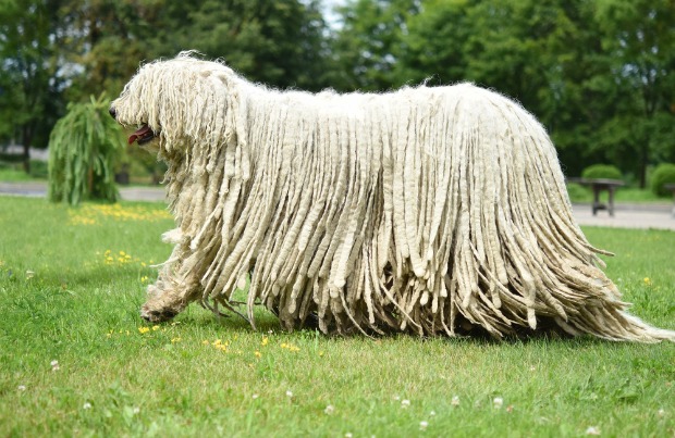 Tappeto nel lago: c'è un cane