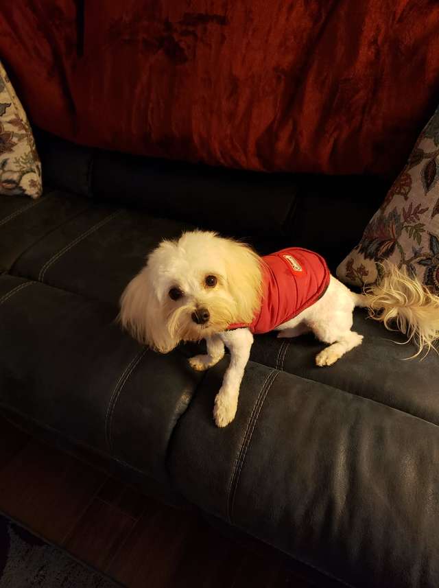 Hoss il cagnolino bianco