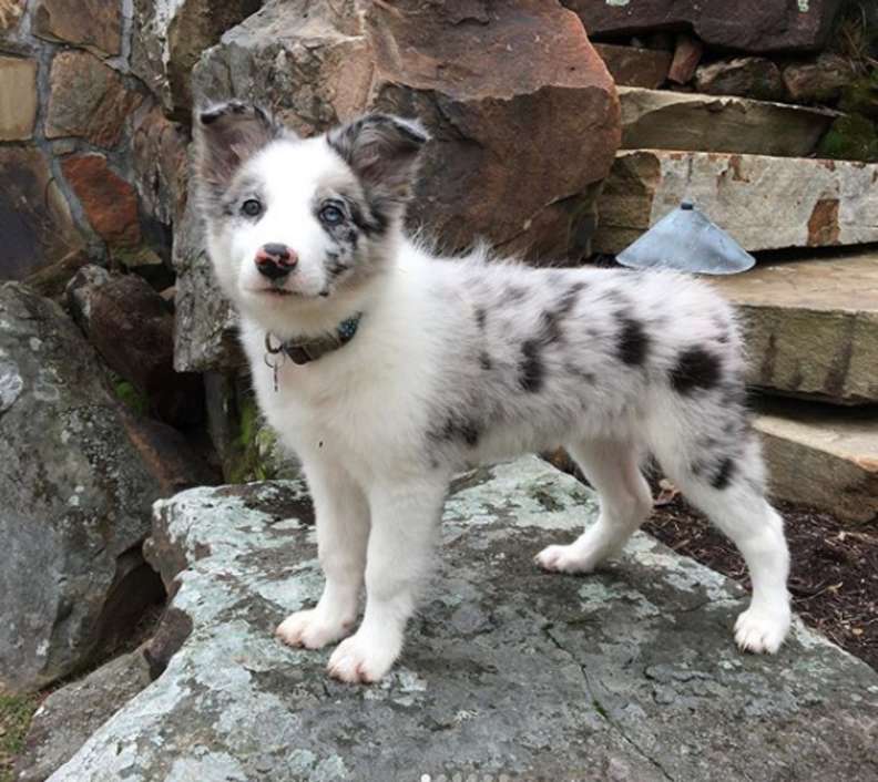 La cagnolina Nova