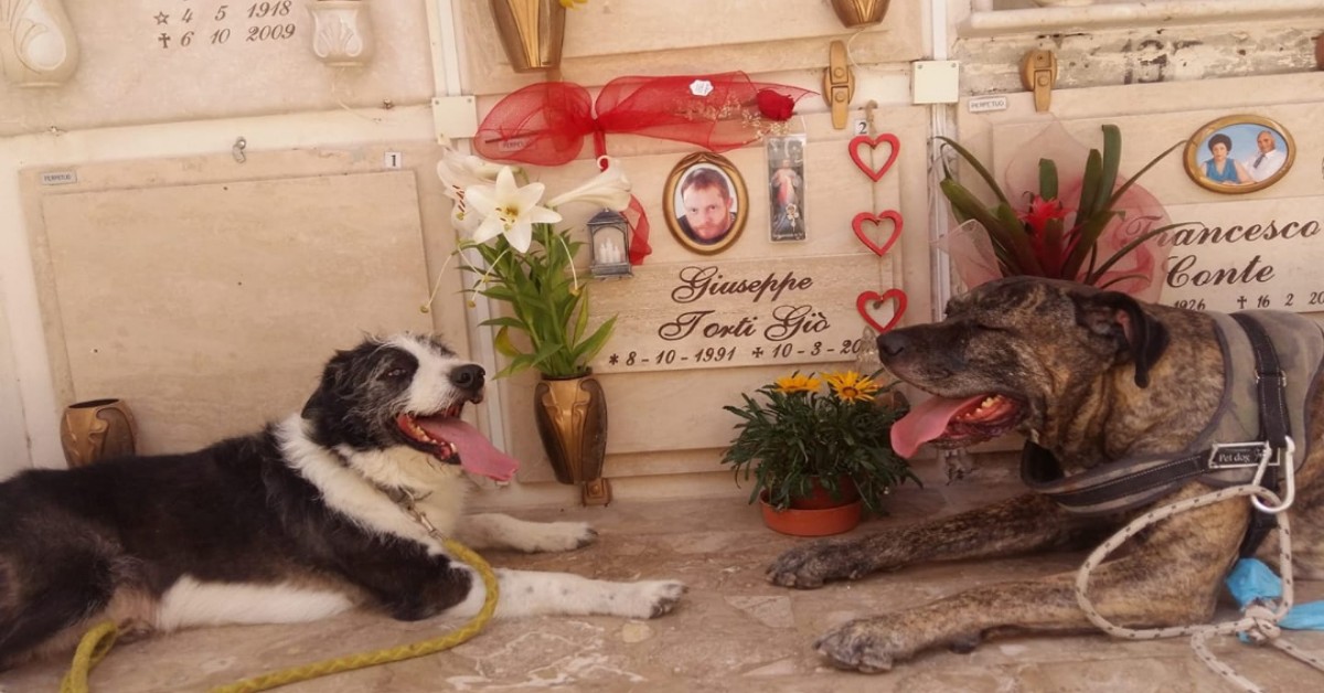 Cani piangono sulla tomba del proprietario morto