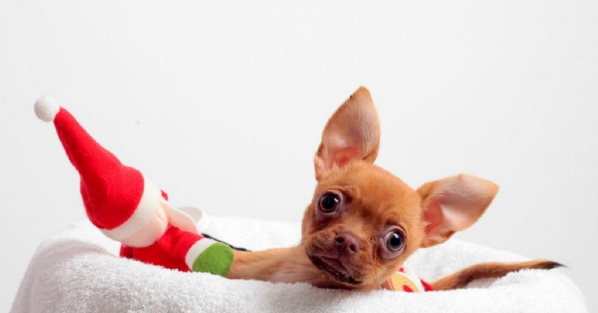 Chihuahua abbandonata in strada perché non ha le zampe anteriori