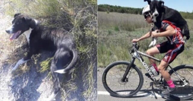 ciclista salva cane abbandonato