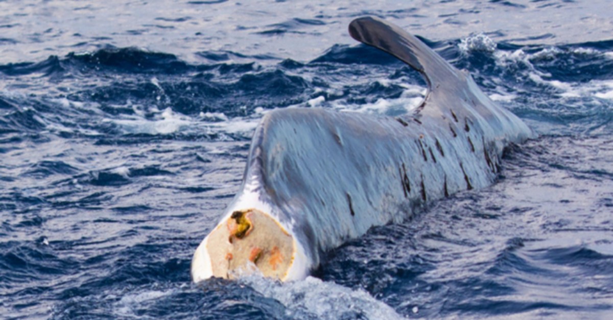 La balenottera Codamozza è stata avvistata: non ce la fa più e la sua situazione è peggiorata