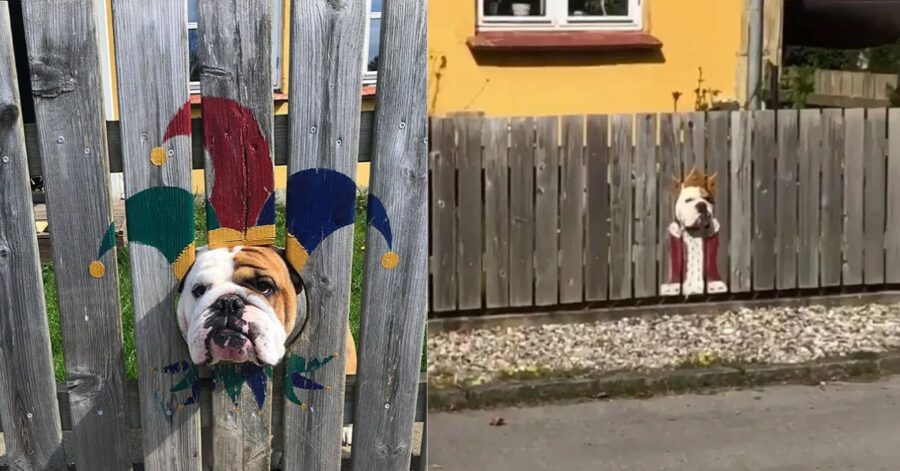 Bulldog nei buchi della recinzione