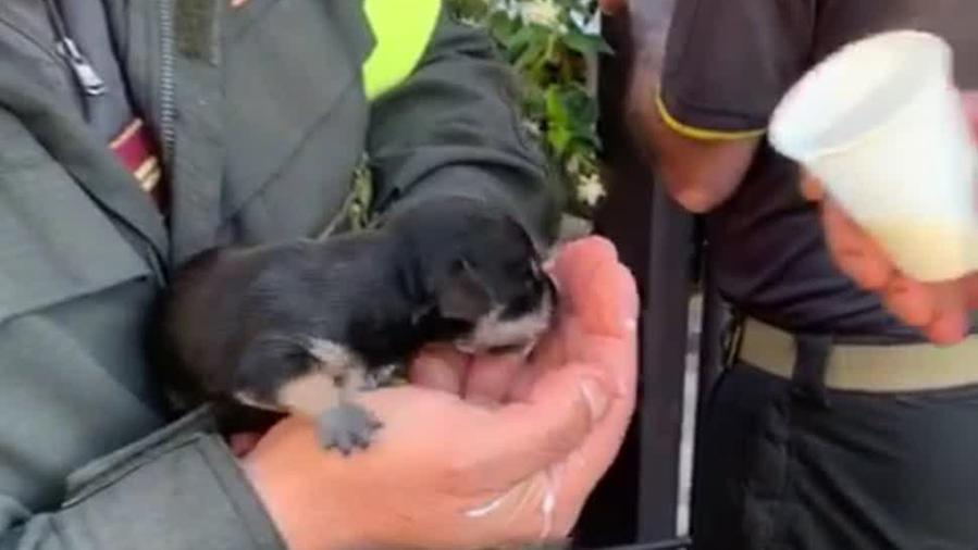 Roma, salvati cuccioli in un cassonetto