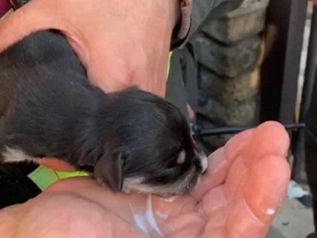 Roma, salvati cuccioli in un cassonetto