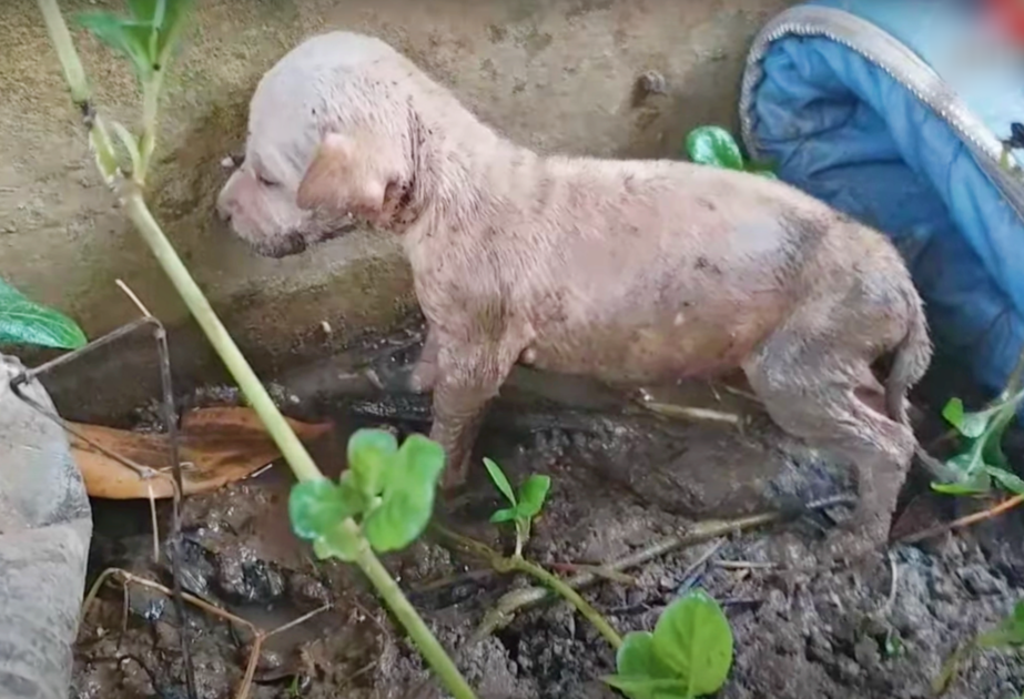 Cuccioli recuperati dalla strada