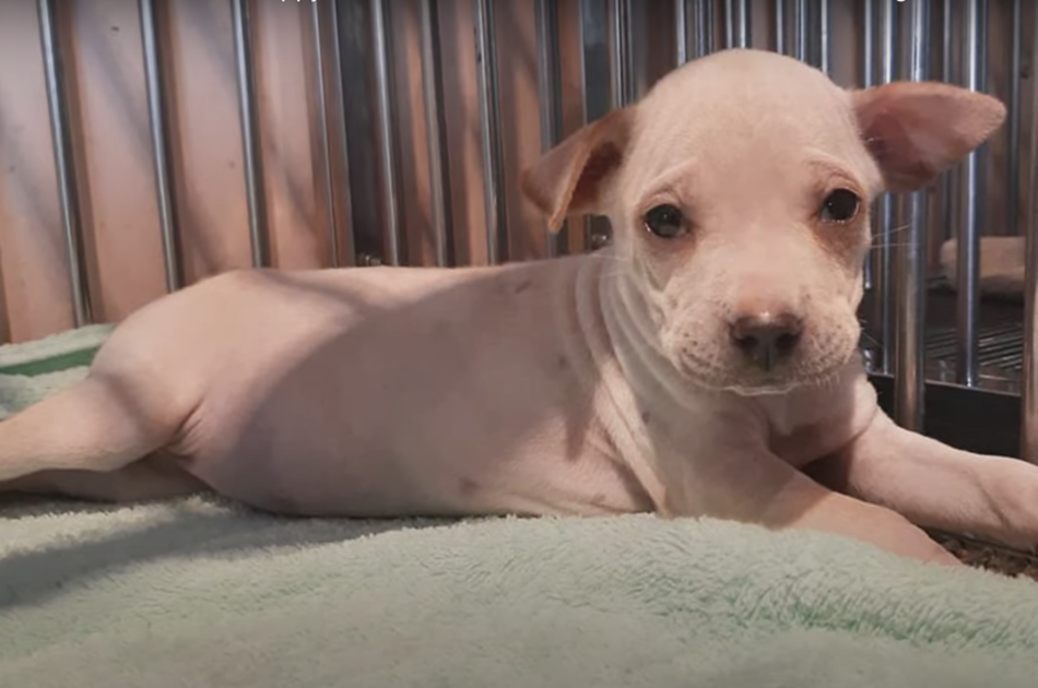 Cane visitato dal veterinario