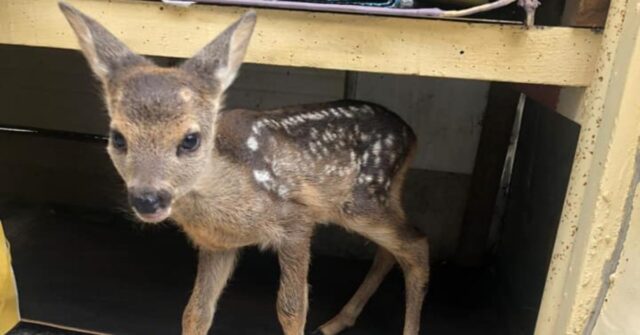 Mamma abbandona cucciolo di capriolo