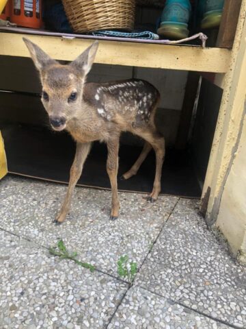 Mamma abbandona cucciolo di capriolo