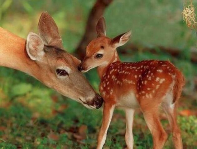 Mamma abbandona cucciolo di capriolo