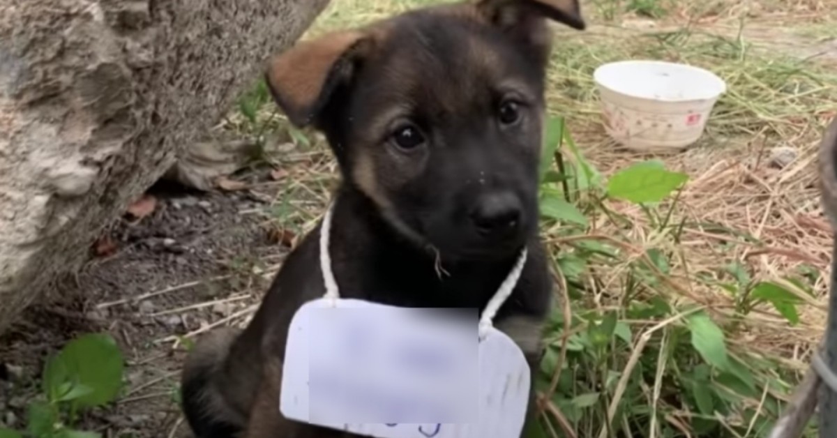 Cucciolo trovato da solo, con un cartello appeso al collo: “ho fame”