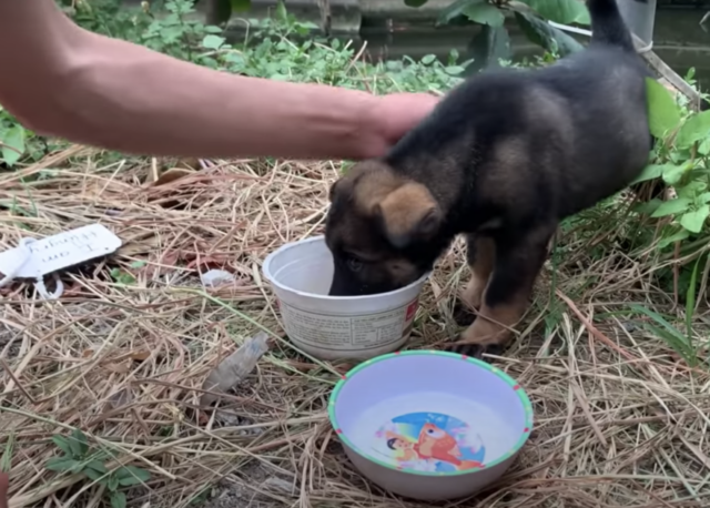 Il cucciolo con il cartello al collo