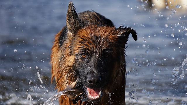 Cane gioca in acqua
