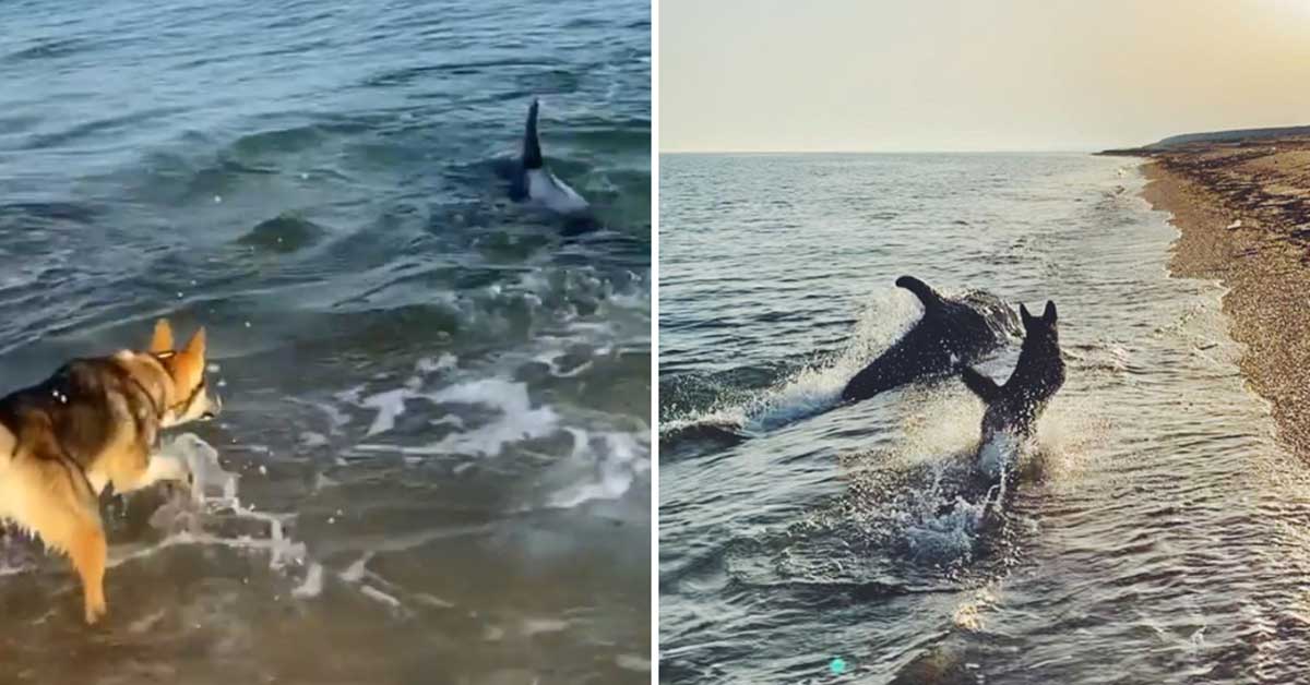 Cucciolo e delfino giocano insieme